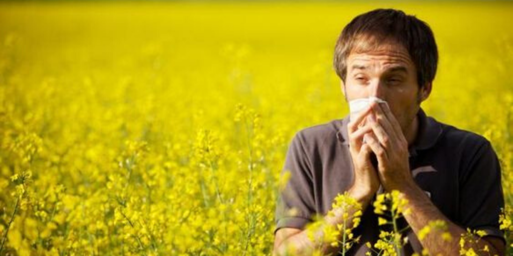 Why Does Pollen Cause Allergies?  New York Allergy and Sinus Centers