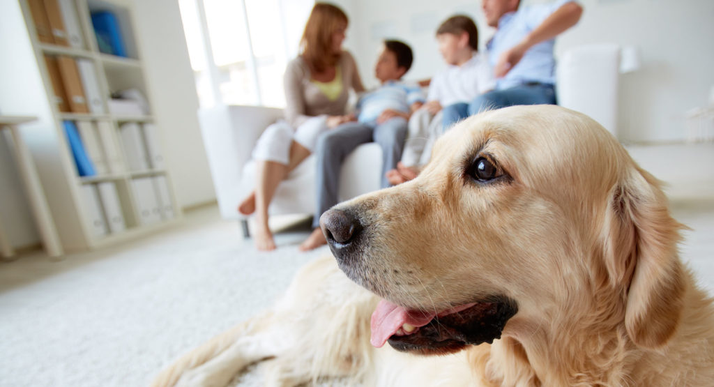 Dog hay fever clearance treatment pets at home