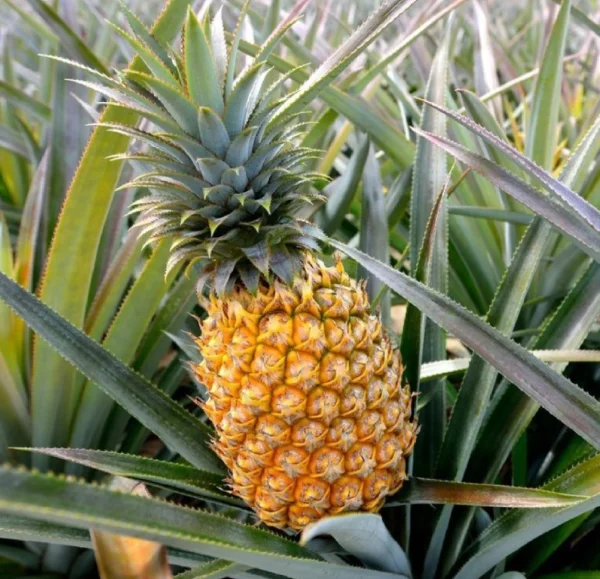 Pineapple allergy: Symptoms, treatment, and cross-reactivity